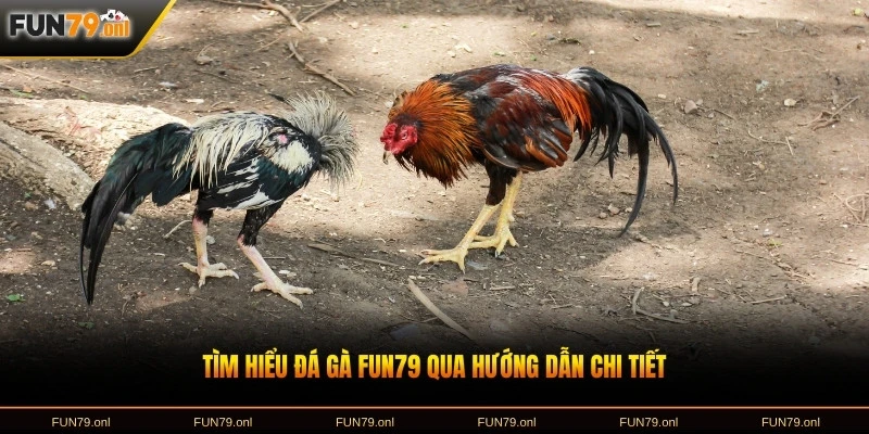Tìm hiểu đá gà FUN79 qua hướng dẫn chi tiết